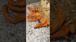 Cordyceps Fungus Among Us shorts shortsfeed cordyceps fungi [upl. by Nhepets]