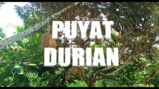 PUYAT DURIAN ALMOST FOR HARVESTING [upl. by Austin247]