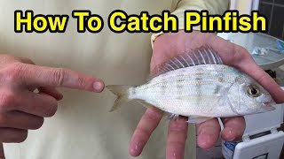 How to Castnet Pilchards amp Pinfish On the Flats  An EASY Bait Catching Tutorial [upl. by Enaamuj159]