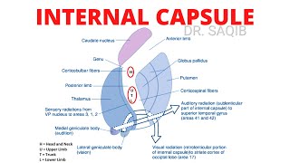 CVS module 13 Arterial supply of the heart   by Dr Wahdan [upl. by Enedan]