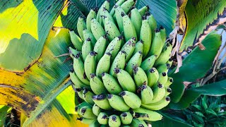 How long until my BANANA TREE produces FRUIT  Growing Bananas is Easy [upl. by Guendolen696]