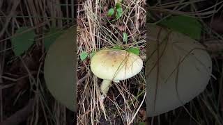 Mature Death Cap mushroom Amanita Phalloides [upl. by Anaxor]