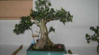 Exposición de Bonsai y Suiseki de Biarritz Francia [upl. by Lawford890]