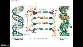 227AP19 DNA Structure Antiparallel info [upl. by Dode]