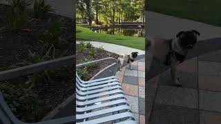 Tank the Pug at the park vibing the AM peace [upl. by Adnarim]