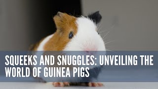 Squeeks And Snuggles Unveiling The World Of Guinea Pigs [upl. by Ivz]