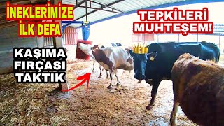 İNEKLERİMİZE İLK DEFA KAŞIMA FIRÇASI TAKTIK  TEPKİLERİ MUHTEŞEM [upl. by Okika952]