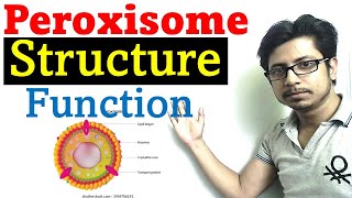 Peroxisome structure and function [upl. by Millard441]