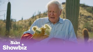 Sir David Attenborough spiked by cactus on The Green Planet [upl. by Opal]