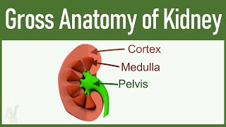 01 Gross Anatomy of Kidney [upl. by Herald]