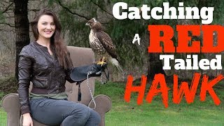 Catching a Red Tailed Hawk For Falconry [upl. by Kristin93]