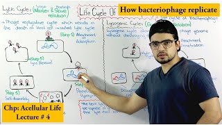 Life Cycle of Bacteriophage  Lytic and lysogenic cycle [upl. by Johns]