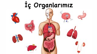 İç Organlarımız  Organlarımızın İşlevleri  Eğitici Animasyon [upl. by Ecirtak77]