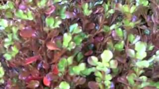 Coprosma County Park Red [upl. by Nimoynib]