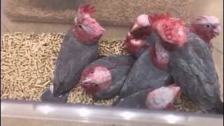 Handfeeding Birds in the rearing room [upl. by Roche]