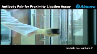 Antibody Pair for Proximity Ligation Assay [upl. by Earej]