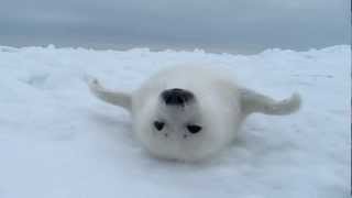 あざらしの赤ちゃん 『 リラックス 』  Baby Harp Seal 7 [upl. by Brottman]