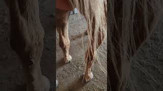 Hind end issues with horses and what you can easily do about it [upl. by Bennink997]