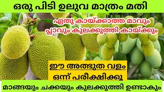 പ്ലാവും മാവും കായ്ക്കാൻ  mavu pookanmalayalam tipsHow to increase mango and jackfruit production [upl. by Waldon834]