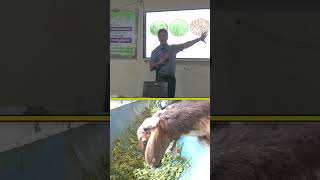 గొర్రెల పోషణ best ideas 💡 farming livestock sheepfarming raitunestham [upl. by Aerdnaxela]