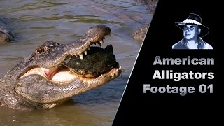 Alligator Eats Turtle Stock Footage [upl. by Domel133]