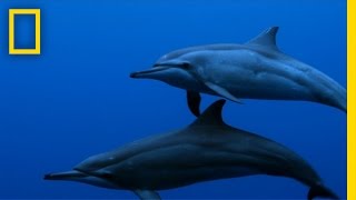 Spinner Dolphins  Untamed Americas [upl. by Pall825]