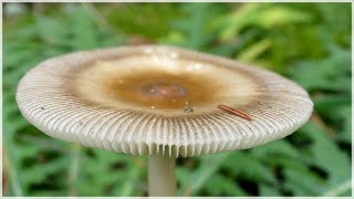 Cantal balade en forêt [upl. by Vincenta]