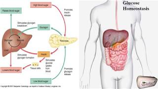 Understanding Diabetic through Glucose Homeostasis Glucose Regulation and Management of human body [upl. by Aihseuqal]