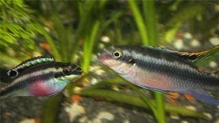 Kribensis Cichlid Pelvicachromis pulcher Breeding [upl. by Bart]