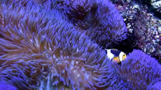 CQuest Onyx Clownfish Pair in Gigantea Anemone [upl. by Ackley]