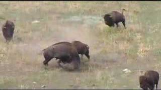 Buffalo Fighting at Wind Cave National Park [upl. by Rosalee363]