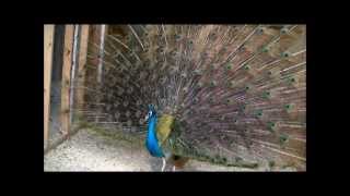 Beautiful Peacocks MatingUp Close and Real Personal [upl. by Assed]