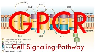 GPCR Cell Signaling Pathway Simplified [upl. by Akerdnuhs]