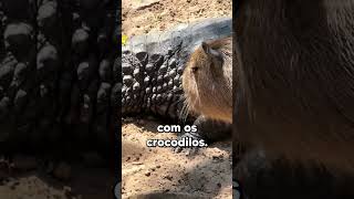 Por Que Os Crocodilos Nao Atacam As Capivaras [upl. by Ydospahr680]