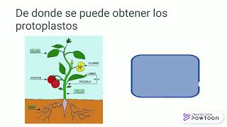 TRANSGÉNESIS VS FUSIÓN DE PROTOPLASTOSpptx [upl. by Elgar210]