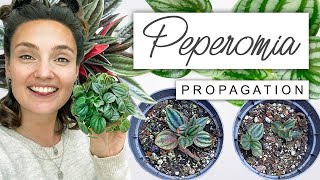 FASTEST Peperomia Plant Propagation  Propagate With Me 🌿 [upl. by Loftus]