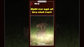 இரவில் உலா வரும் புலி ஊட்டி மக்கள் உஷார் [upl. by Leonerd]