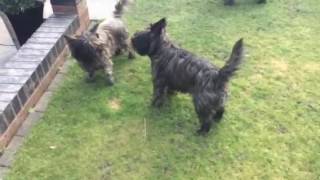 Cairns terriers barking [upl. by Ahgiel]