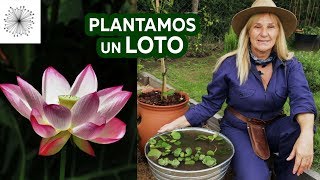 Cómo plantar un Loto en un contenedor [upl. by Ynatsyd341]