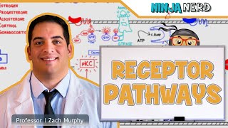 Endocrinology  Receptor Pathways [upl. by Akkahs]