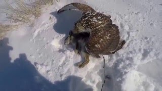 Ferruginous Hawk Falconry [upl. by Adnawyek671]