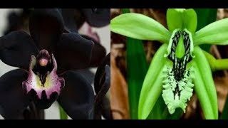 Bunga Anggrek Hitam Kalimantan Dan Papua Harganya SelangitBlack Orchid Kalimantan And Papua [upl. by Jaquelyn]