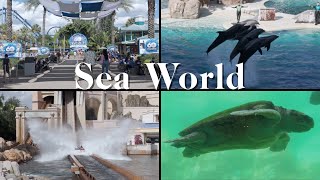 An Afternoon Walk Around Sea World plus Dolphin Show  May 2024 [upl. by Neel]