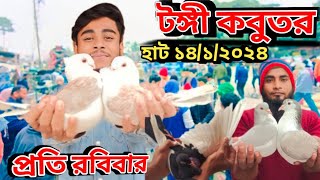 আজকে জানাবো টঙ্গী হাটের দেশি বিদেশি কবুতরের দর দাম  টঙ্গী কবুতরের হাট ২০২৪  Kobutor hat 2024 [upl. by Nessej]