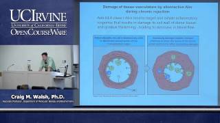 Biological Sciences M121 Immunology with Hematology Lecture 26 Transplantation and Alloimmunity [upl. by Mccord]