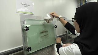 Singapore unveils new mosquito facility in fight against dengue  AFP [upl. by Ogirdor]