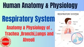 Anatomy amp Physiology of TracheaBronchiLungs and Alveoli I Respiratory System I HAP pharmacynotes [upl. by Kosak]