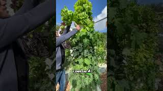 Hidroponia para todos cultivarencasa plantas cultivohidroponico cultivaencasa agriculture [upl. by Mccall]