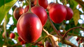 Mejoramiento Genético Para la Exportacion del Tomate de Árbol  TvAgro por Juan Gonzalo Angel [upl. by Ynafetse677]