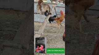 CRIAR GALINHA CAIPIRA GERA RENDA  EBOOK GRATIS [upl. by Kimon]